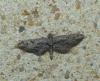 Eupithecia sp.